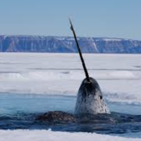 narwhal