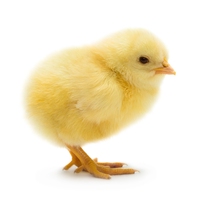chick
