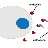antitoxins