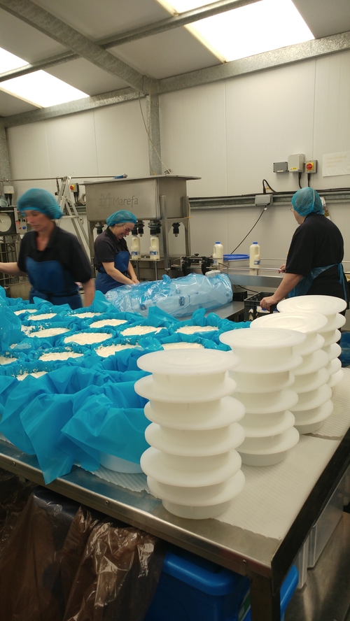 Norton's Dairy Filming Day
