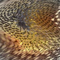 distort