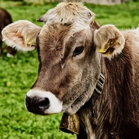 cow