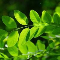 compound leaf