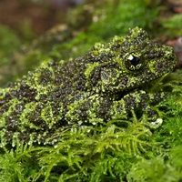 camouflage