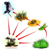 food chain