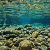 freshwater