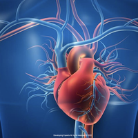 pacemaker (sinoatrial node)
