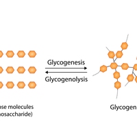 glycogen