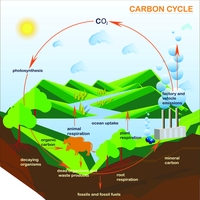 carbon cycle