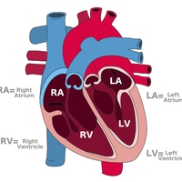 ventricle