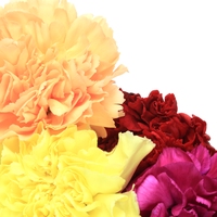 carnation