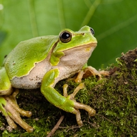 amphibian