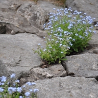 biological weathering