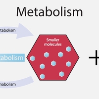metabolism