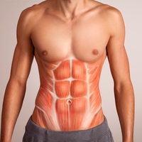 abdomen