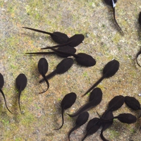 tadpole