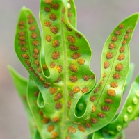 stomata