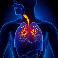 bronchiole