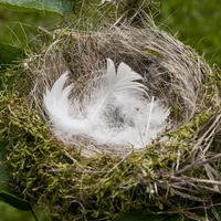 nest