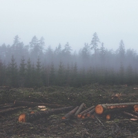 deforestation