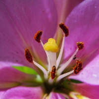 pollen