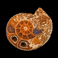 fossilisation