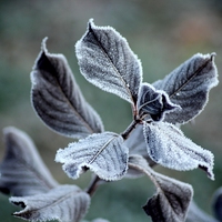 frost