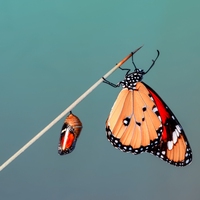 chrysalis