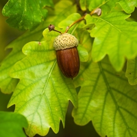 oak tree
