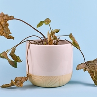 wilted