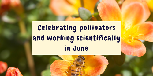 Celebrating Pollinators: Working Scientifically in June