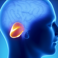 cerebellum