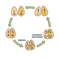 sexual reproduction