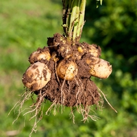 tuber