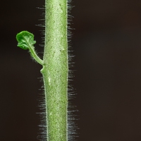 stem