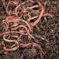 nutrient
