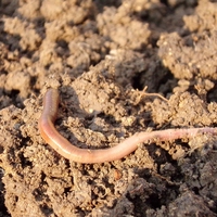 earthworm