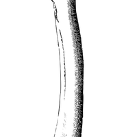 股骨