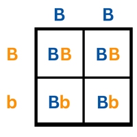 Punnett square