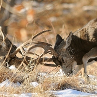 rutting