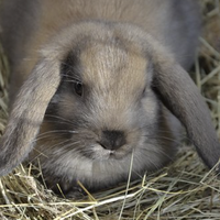 floppy