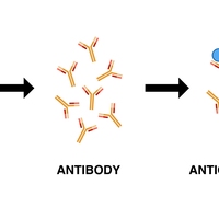 antigens