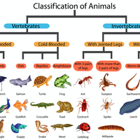 classification
