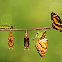 metamorphosis