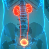 adrenal glands