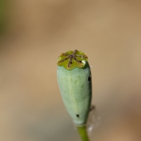 ovule