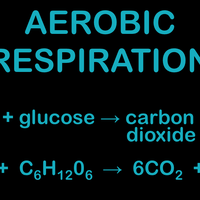 aerobic respiration