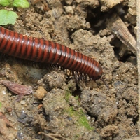 microhabitat