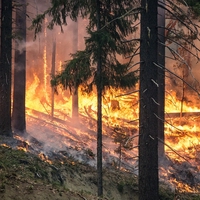 wildfire