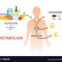metabolism